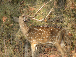 spotted deer