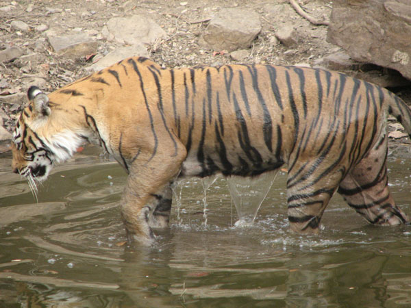 t16 getting out of the water gllistening in the sun in Ranthambhore