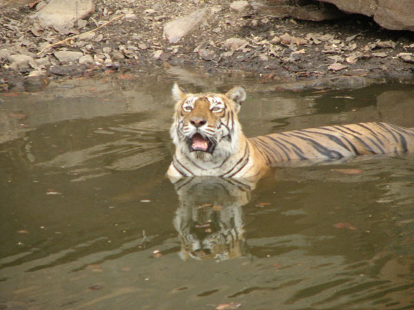 t16 tigress yawning in the water in Ranthambhore