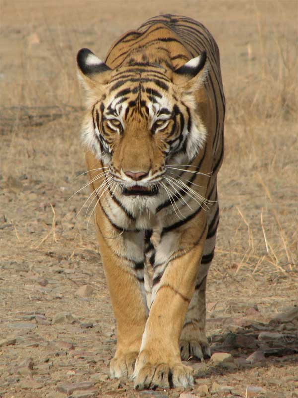 noble picture front view of t17tigress in Ranthambhore
