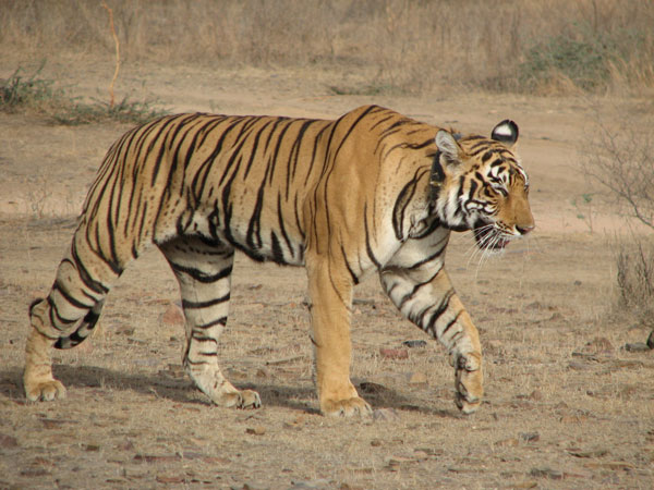 t17 tigress side view walking next to our jeep in Ranthambhore