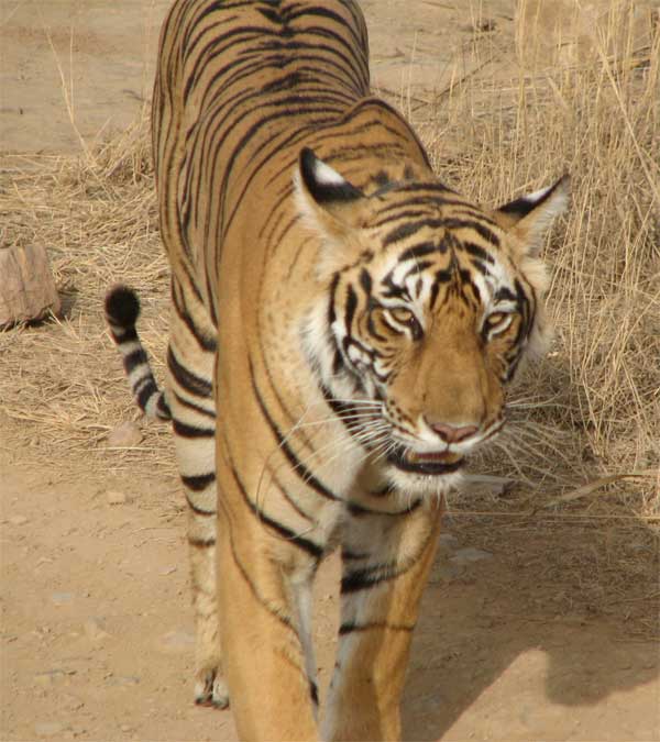 t17 tigress glaring at us in Ranthambhore