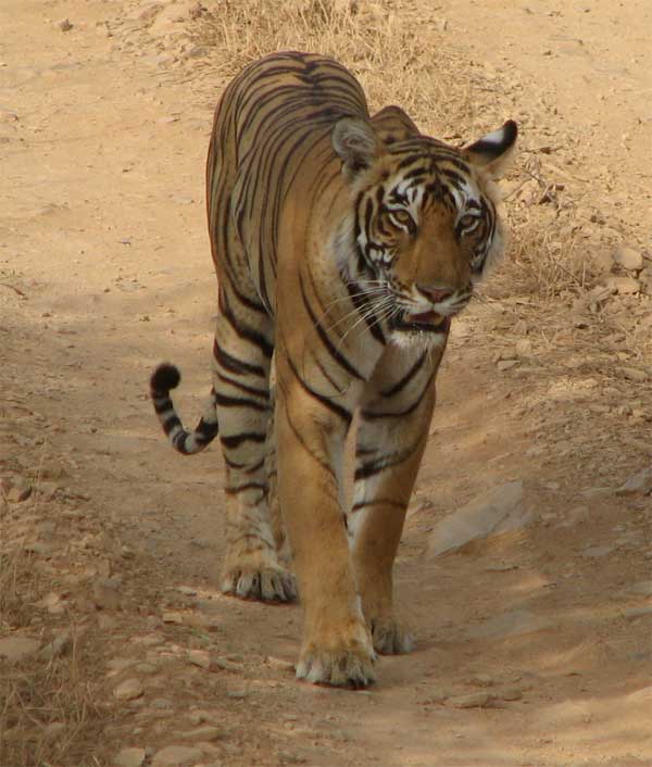 t17 tigress in Ranthambhore following jeep