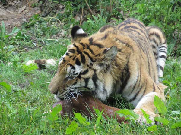 tigress chewing her food